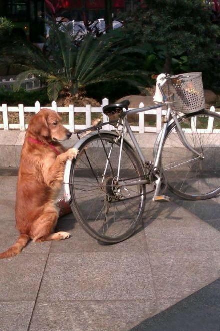 狗狗帮主人看车，抓住自行车一...