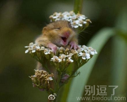 田鼠，笑的好傻好幸福哦。。