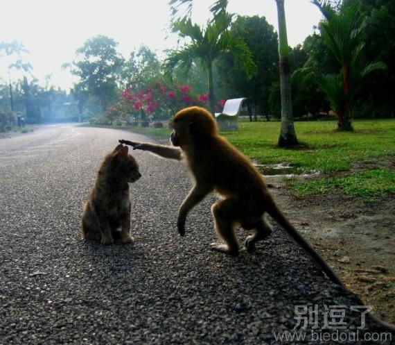 猫咪 不怕我带你回家