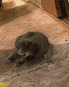 突然站起来的猫。 突然站起来的猫。