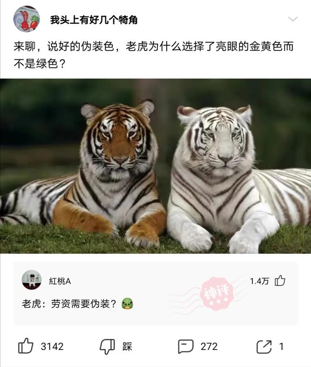 神回复:这些沙雕新闻居然都是真的 神回复:这些沙雕新闻居然都是真的