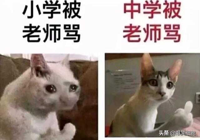 爆笑图片集锦:旁边的小姐姐突然把头靠在我的肩膀上,我该怎么办 爆笑图片集锦:旁边的小姐姐突然把头靠在我的肩膀上,我该怎么办