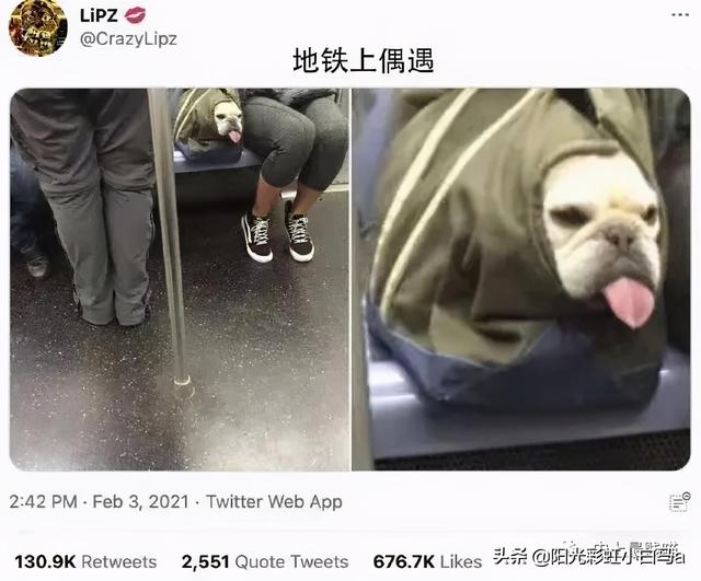 网友不小心把假发染成大葱别说,还挺潮 网友不小心把假发染成大葱别说,还挺潮
