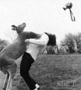 动物袭击摄影师。。 动物袭击摄影师。。