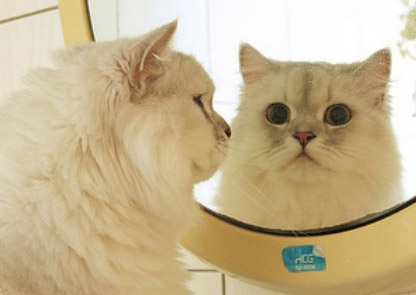 家有猫咪,可爱猫咪图片6张