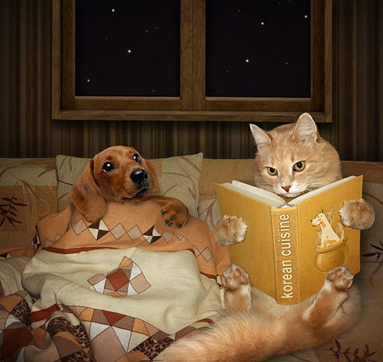 家有猫咪,可爱猫咪图片6张