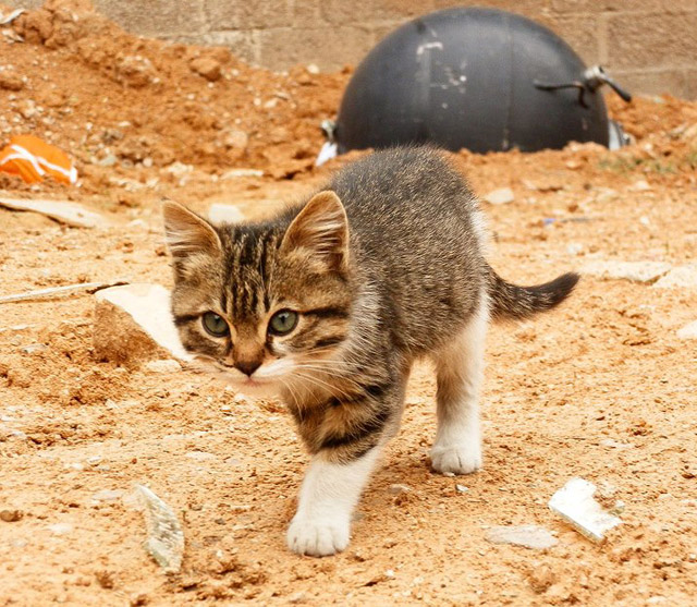 家有猫咪,可爱猫咪图片6张