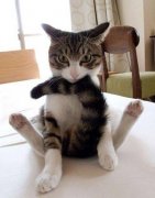 家有猫咪,可爱猫咪图片6张