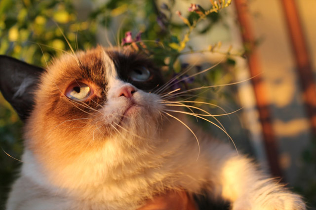 家有猫咪,可爱猫咪图片6张