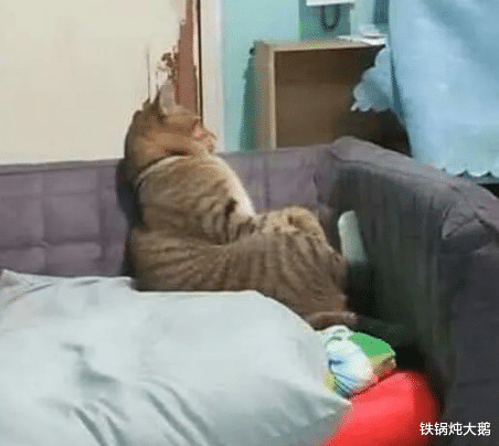 “第一次来女朋友宿舍,为什么她的室友全体都出去了?”哈哈哈…… “第一次来女朋友宿舍,为什么她的室友全体都出去了?”哈哈哈……