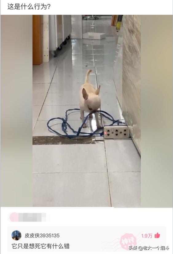 那些能让你笑出猪声的神评 第六十七弹 那些能让你笑出猪声的神评 第六十七弹