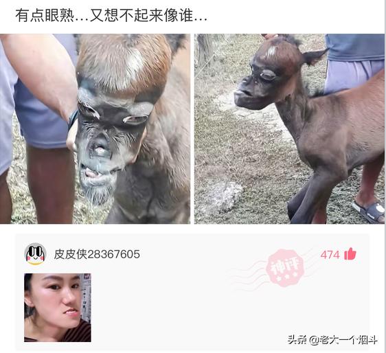 那些能让你笑出猪声的神评 第六十七弹 那些能让你笑出猪声的神评 第六十七弹