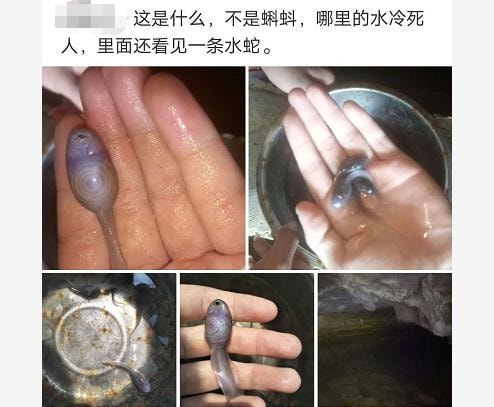 游泳的时候从水里捞的，摸着滑滑的，这是啥啊？