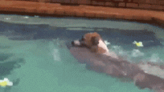 搞笑：狗子：主人主人，快来啊，本汪救了一条快要淹死的鱼！