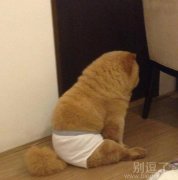 穿着小内内的猫猫 穿着小内内的猫猫