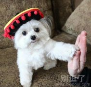 来吧宝贝击掌为誓 来吧宝贝击掌为誓