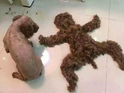 求狗狗的心理阴影面积 求狗狗的心理阴影面积