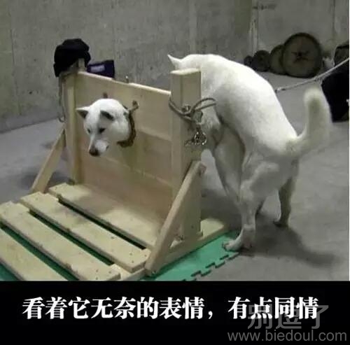 二哈一脸的不情愿