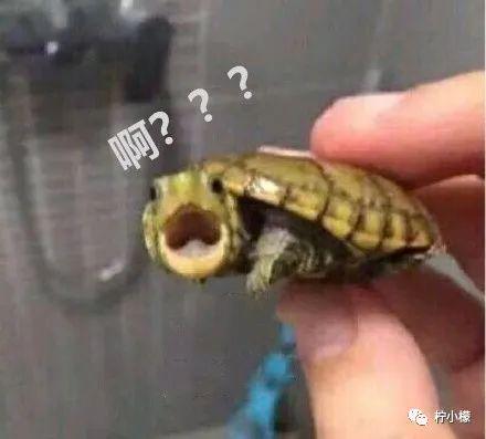 “陌生女孩微信发来一张照片,说要跟我网恋?!”看完直接崩溃掉了hhhh! “陌生女孩微信发来一张照片,说要跟我网恋?!”看完直接崩溃掉了hhhh!