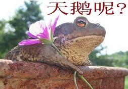 癞蛤蟆想吃天鹅肉 癞蛤蟆想吃天鹅肉
