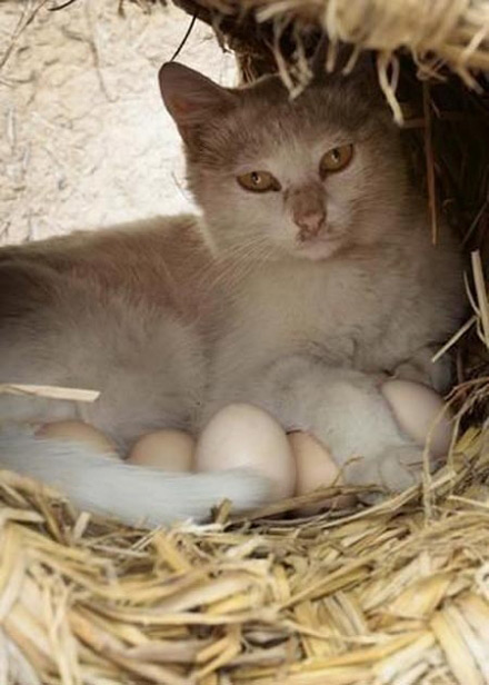 地球上无敌猫咪超萌图片秀