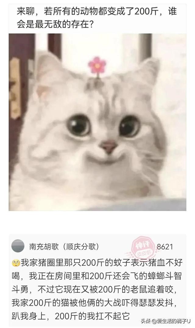 神回复:三分自信,三分得意,四分傲慢的笑容… 神回复:三分自信,三分得意,四分傲慢的笑容…