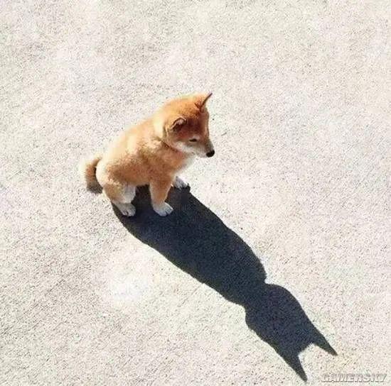 是分身么？看看你的影子像什么？攒了好多影子的图