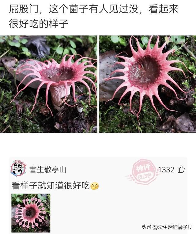 神回复:甘蔗也好吃,就是果皮太硬,果仁噎嗓子 神回复:甘蔗也好吃,就是果皮太硬,果仁噎嗓子