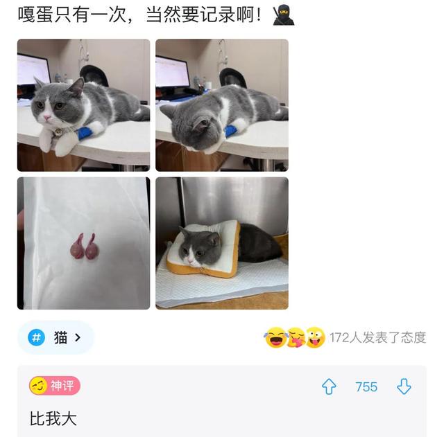 爆笑神评:事情已经发生了,该怎么跟老公交代? 爆笑神评:事情已经发生了,该怎么跟老公交代?