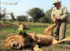 狮子的按摩师 狮子的按摩师