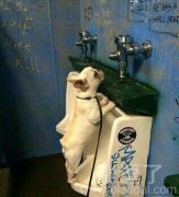 一只高素质的二汪 一只高素质的二汪