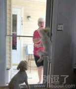 汪星人兴奋过头了 汪星人兴奋过头了