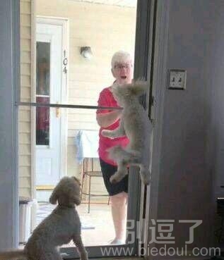 汪星人兴奋过头了 汪星人兴奋过头了