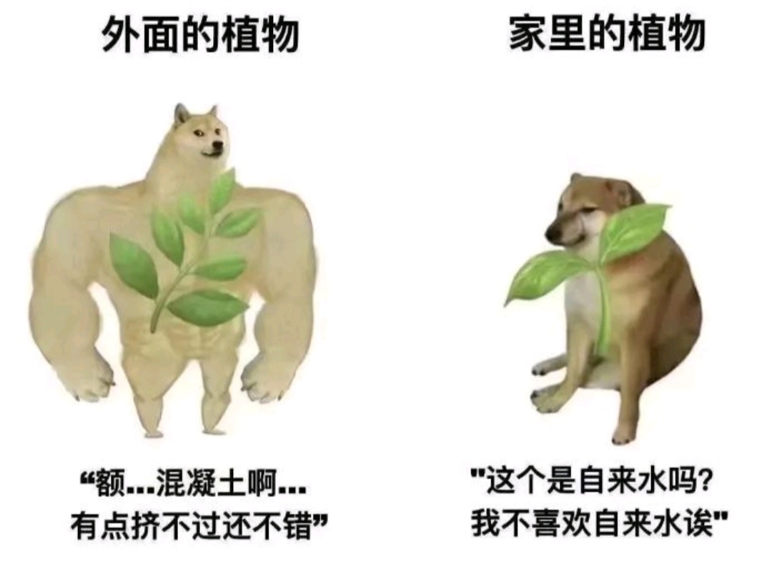 搞笑趣图:爸爸给你选的媳妇VS妈妈选的媳妇… 搞笑趣图:爸爸给你选的媳妇VS妈妈选的媳妇…