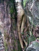 森林惊现光屁股MM 森林惊现光屁股MM