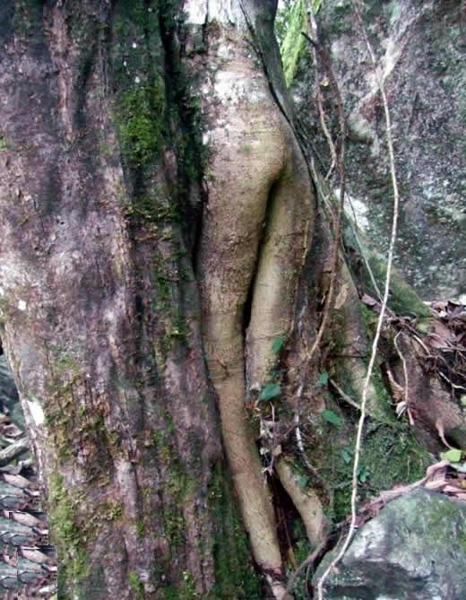 森林惊现光屁股MM