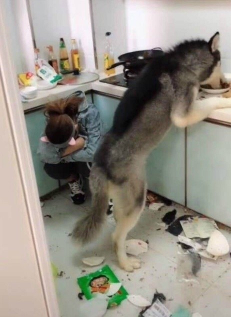 爆笑段子:我们家地里唯一的一颗小白菜,就要被猪拱了 爆笑段子:我们家地里唯一的一颗小白菜,就要被猪拱了