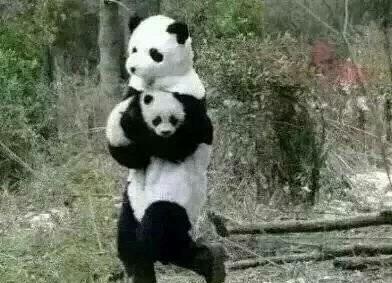 熊猫 熊猫