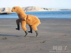 又见神兽，挺搞笑的啊