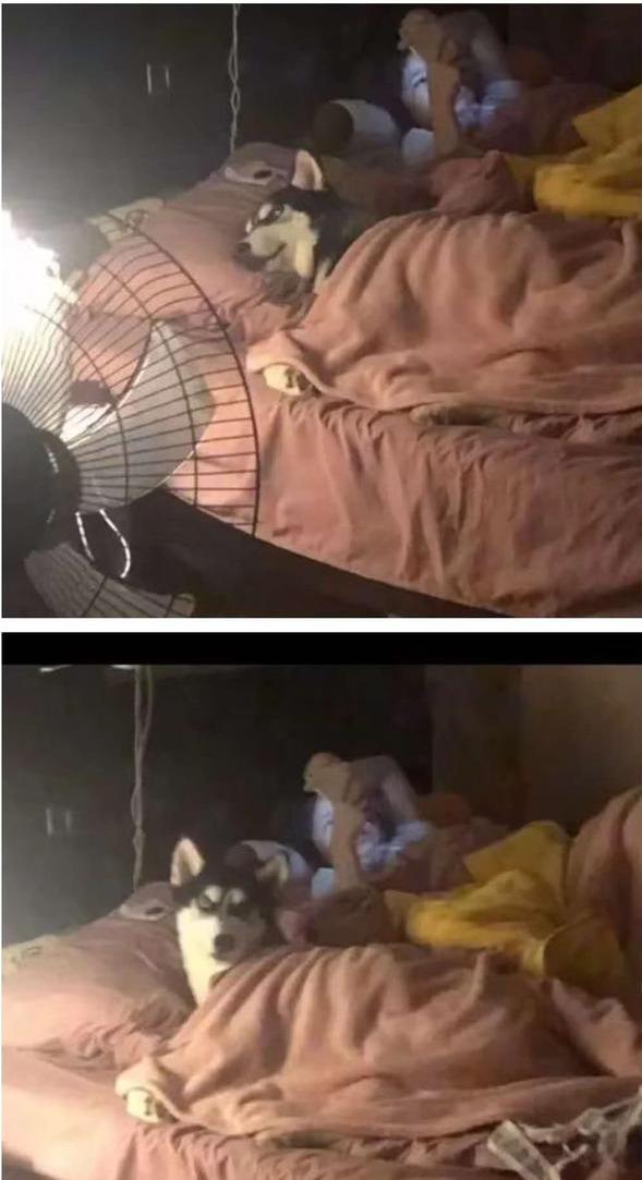 每日一笑:被盘了这么久,头发都包浆了 每日一笑:被盘了这么久,头发都包浆了