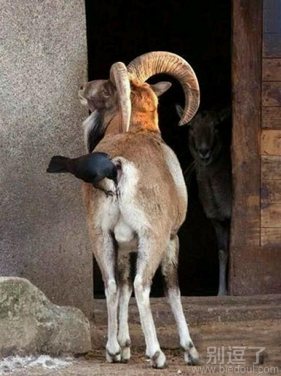 一只饿了的小鸟。 一只饿了的小鸟。