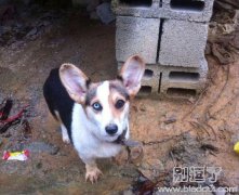 这狗狗的眼睛有够特别的