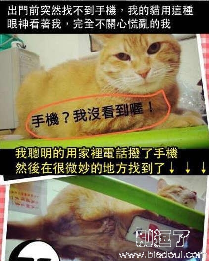 手机？本喵的没看到啊。