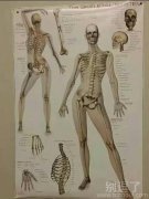 一个人体骨架这么风骚真的好吗