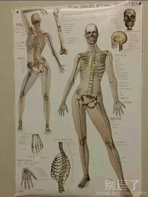 一个人体骨架这么风骚真的好吗