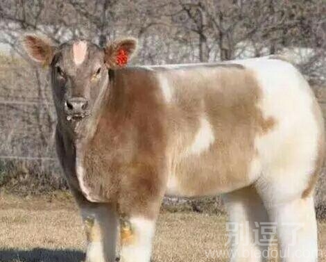 你确定你还是一头牛吗