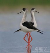 优雅美，要优雅不要污