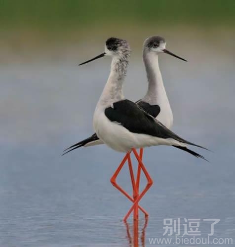 优雅美，要优雅不要污
