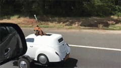 二哈的坐骑都这么高级了