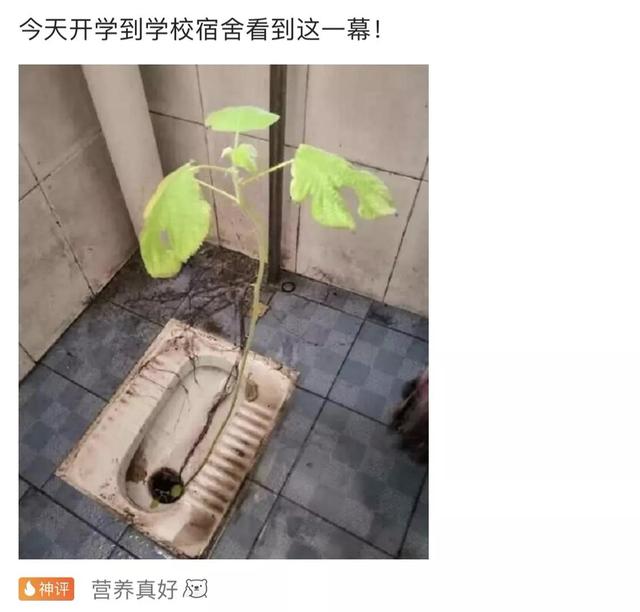 大爷是哪来的自信?一朵蘑菇少于3000元都不卖,评论区彻底沸腾了 大爷是哪来的自信?一朵蘑菇少于3000元都不卖,评论区彻底沸腾了